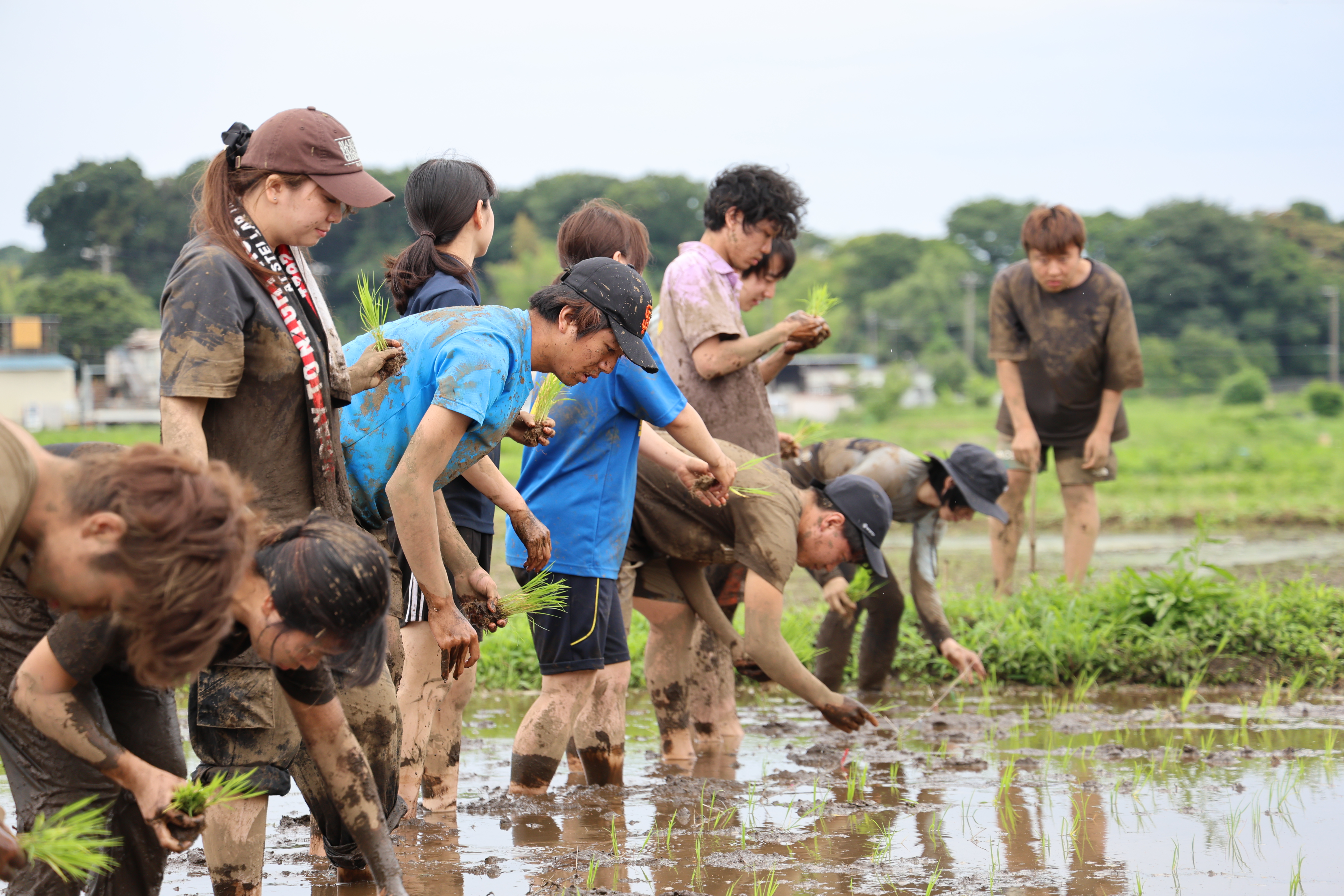 田植えの様子